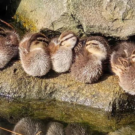 Peniche Saul Nomad * Aigues-Mortes